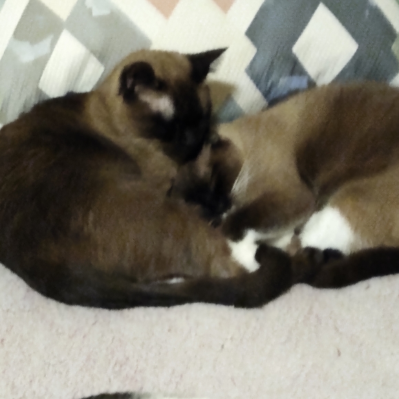 Meet your Posher, Darlene - Picture 2 of 16